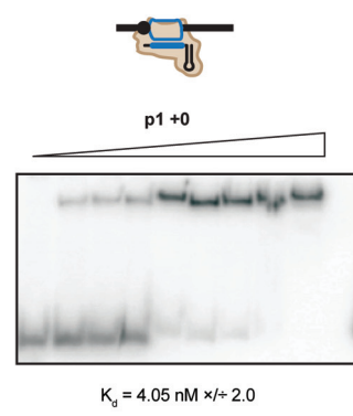 publication illustration
